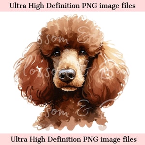 Retrato de perro imprimible digital caniche estándar PNG - Perro caniche marrón PNG - Descarga para sublimación de camisetas de mamá perro - Seguro para uso comercial