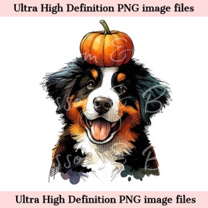 Digitale Datei - Australischer Berner Sennenhund PNG - Herbst Hundeportrait PNG - Download für Berner Hundemama - Kürbis Hund Halloween Shirt Sublimation