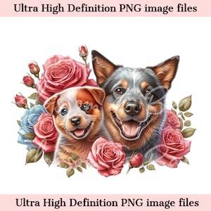 Pode incluir: Dois cães pastores australianos, um adulto e um filhote, estão rodeados de rosas cor-de-rosa e azuis. O cão adulto é blue merle e o filhote é red merle. Ambos os cães estão sorrindo.