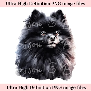 Numérique Pomeranian PNG Beautiful Black Spitz PNG - Dog Art PNG - Téléchargement pour sublimation de chemise de maman de chien de Poméranie - Usage commercial
