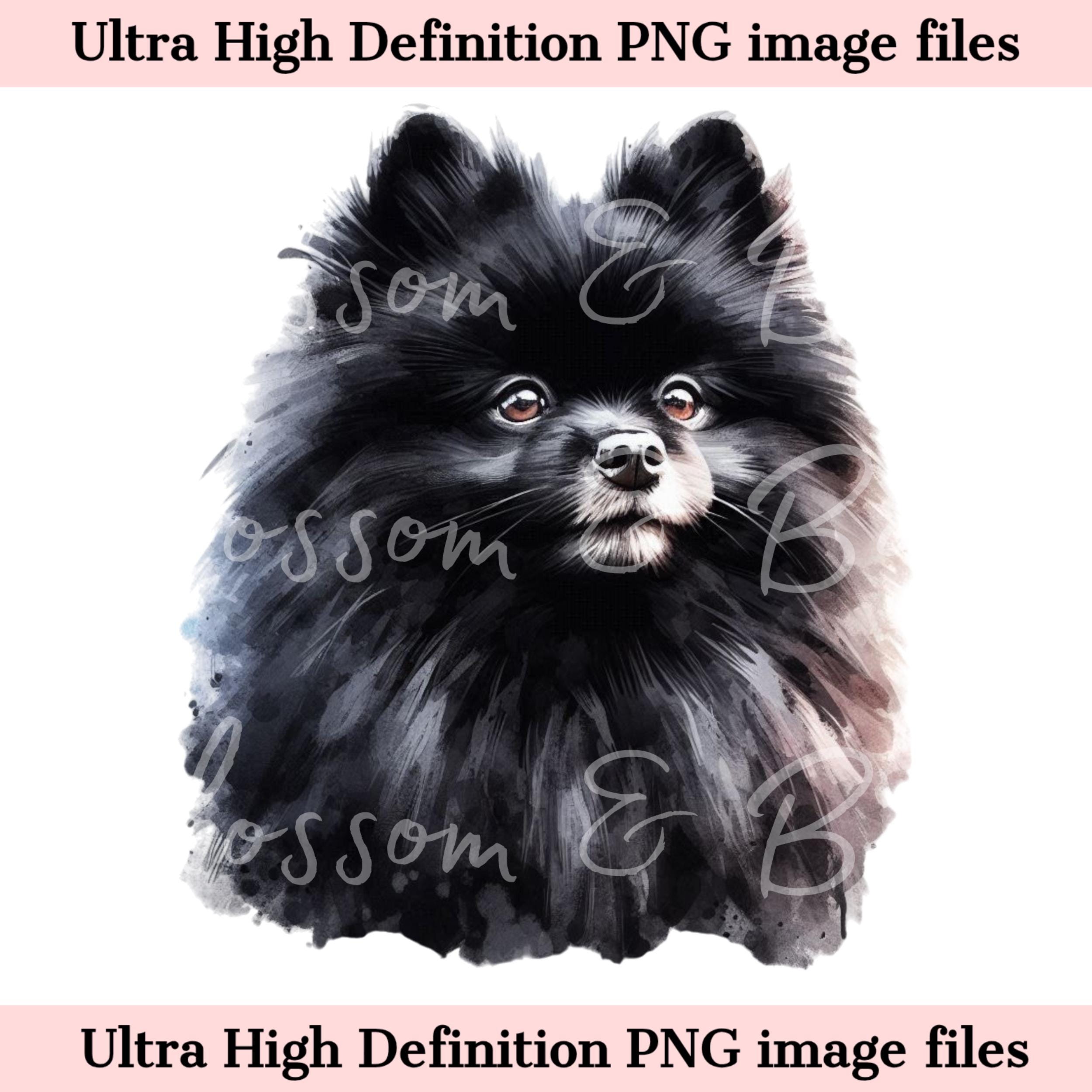 デジタルポメラニアンPNG 美しいブラックスピッツPNG - 犬アートPNG