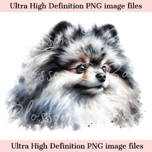 Digital Merle Pomeranian PNG Beautiful Spitz Dog PNG - Dog Art PNG - Téléchargement pour sublimation de chemise de maman de Poméranie - Coffre-fort pour un usage commercial