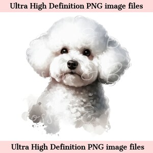 Digital Bichon Frise PNG White Bichon Dog PNG - Bichon Dog Portrait PNG - Descargar para sublimación de camisa de mamá perro - Seguro para uso comercial