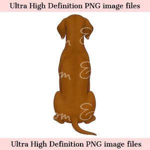 Digital - Rückansicht Vizsla Hund PNG Vizslastempel Clipart für Sublimation, hochauflösendes Haustier Porträt, Jagdhund Download