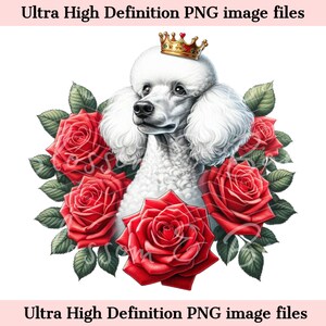 Digital White Standard Poodle PNG King Crown PNG - Lindo Poodle Dog PNG Descarga instantánea para el logotipo del peluquero de perros y regalo de sublimación