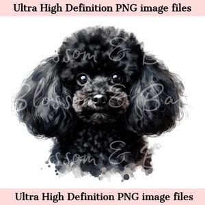 Digital Toy Poodle PNG imprimible retrato de perro PNG - Black Poodle Dog PNG - Descargar para la sublimación de camisa de mamá perro - Seguro para uso comercial