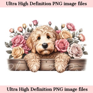 Digital Peeking Goldendoodle PNG mit Rosen - Florale Hunderasse PNG für kommerzielle Nutzung und Handwerk - Golden Doodle Hund png Dog Mom Sublimation