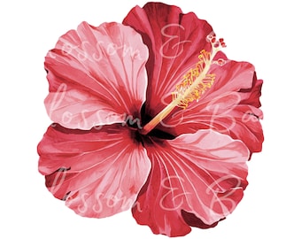 Digital Hibiscus Flower PNG Simple Tropical Flower PNG - Floral Clip Art Download for Journals, Digital Sticker for Planner - Commercial Use