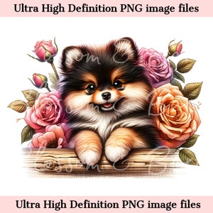 Digital Peeking Pomeranian PNG with Roses - Floral Dog Breed PNG for commercial use and crafts - Tri Colored Puppy - Dog Mom Sublimation