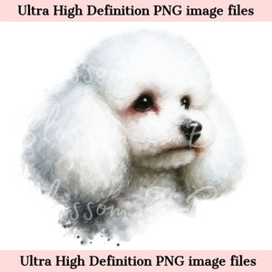Digital Toy Poodle PNG imprimible retrato de perro PNG - White Poodle Dog PNG - Descargar para la sublimación de camisa de mamá perro - Seguro para uso comercial