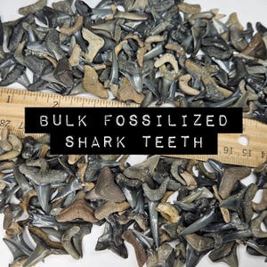 May include: A large collection of assorted fossilized shark teeth in shades of gray, black, and tan, displayed with a wooden ruler showing measurements in inches to provide scale. The text BULK FOSSILIZED SHARK TEETH is overlaid on the image.