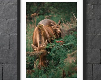 May include: A framed wall art print featuring a photograph of two brown moose grazing in a lush green meadow filled with tall grasses and foliage. The artwork is enclosed in a simple black frame with a white mat border, displayed against a dark stone wall.