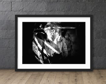 Texas Longhorn Wall Art | Longhorn Photography Print | Western Ranch Decor | Rustic Farmhouse Cow Wall Art | Fine Art Print | Farmhouse