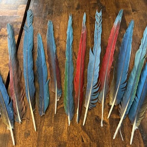 Qty of 12 Long Parrot Macaw Tail Feathers for Jewelry and Crafts