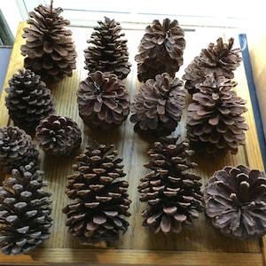 Qty of 14 Large Pine Cones