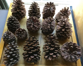Qty of 14 Large Pine Cones