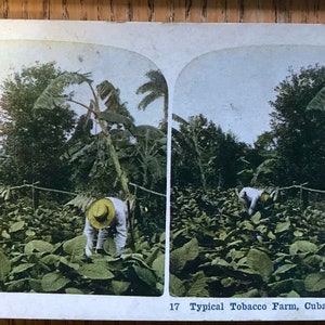 Tobacco Pickers