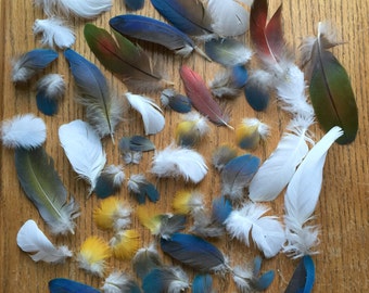 Molted Parrot Tail Body and Wing Feathers Qty of 50 for Jewelry and Crafts and Fly Fishing Lures