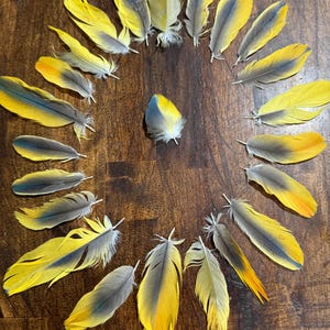 Parrot Molted Feathers Yellow Gray from Under Wings For Crafts and Jewelry Qty of 23