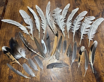 Molted Bird Feathers, Mixed Sizes and Colors, Craft and Fly Tying - 31 Qty