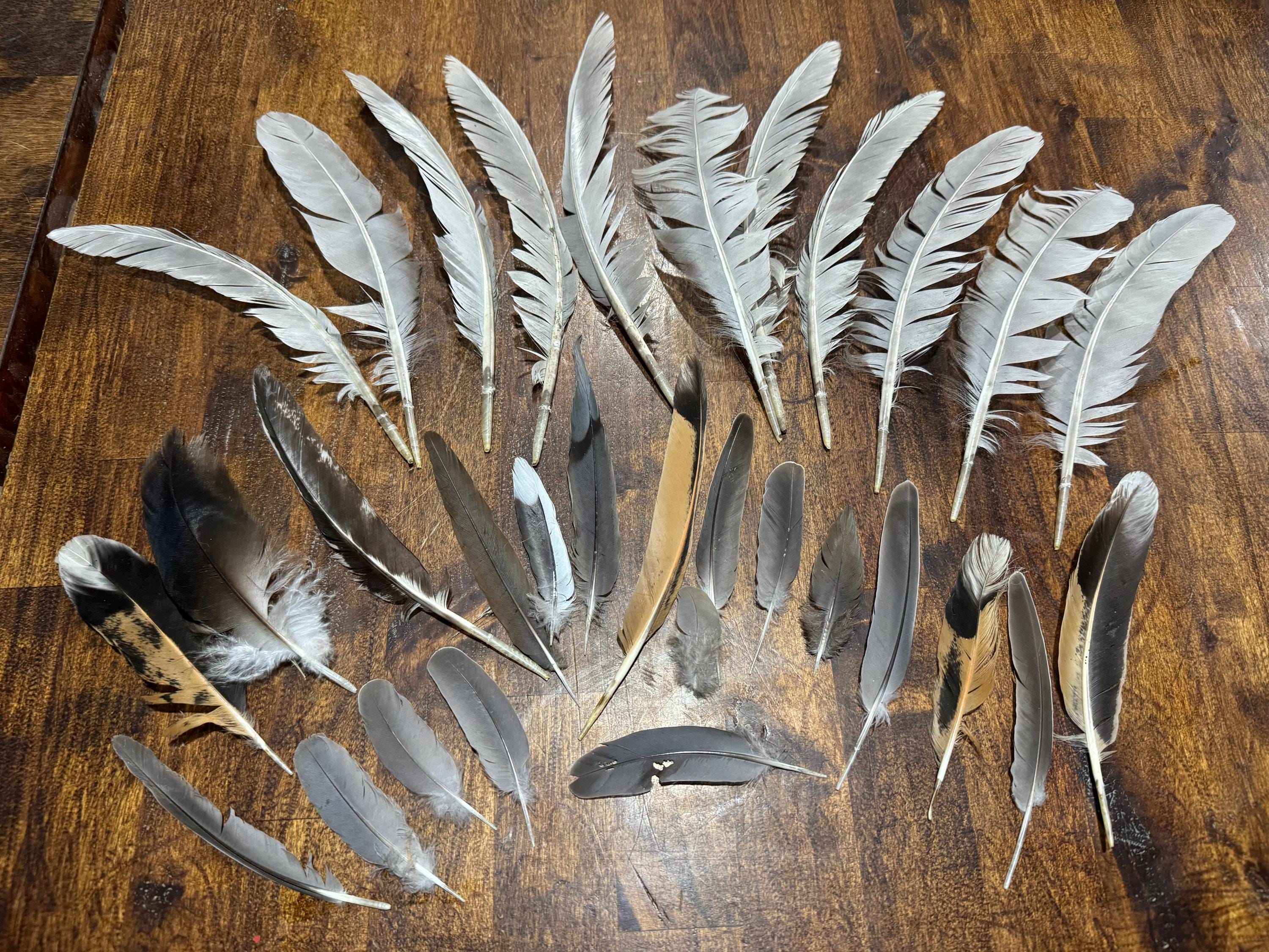 Molted Bird Feathers, Mixed Sizes and Colors, Craft and Fly Tying