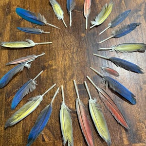 Parrot Molted Feathers Under Wings For Crafts and Jewelry Qty of 22