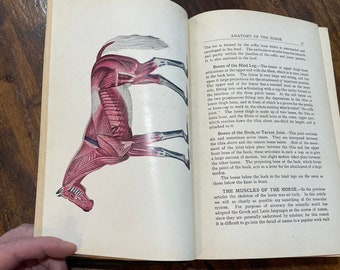 May include: A detailed anatomical illustration of a horse, showing the skeletal structure and muscle groups. The image is in a vintage style, with a red and white color scheme.