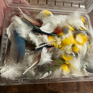 Huge Amount of Molted Parrot Tail Body and Wing Feathers for Jewelry and Crafts and Fly Fishing Lures