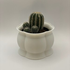 May include: A white ceramic planter with a scalloped rim, featuring a small cactus plant with long, thin spines.