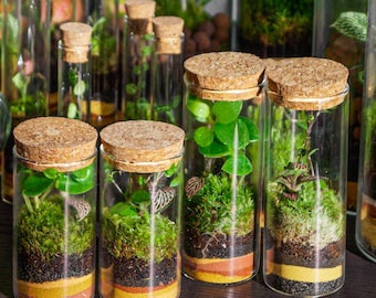 Set Florarium all'ingrosso per eventi, matrimoni, regali