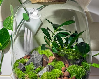 DIY Terrarium Kit – Glass Terrarium Making Set