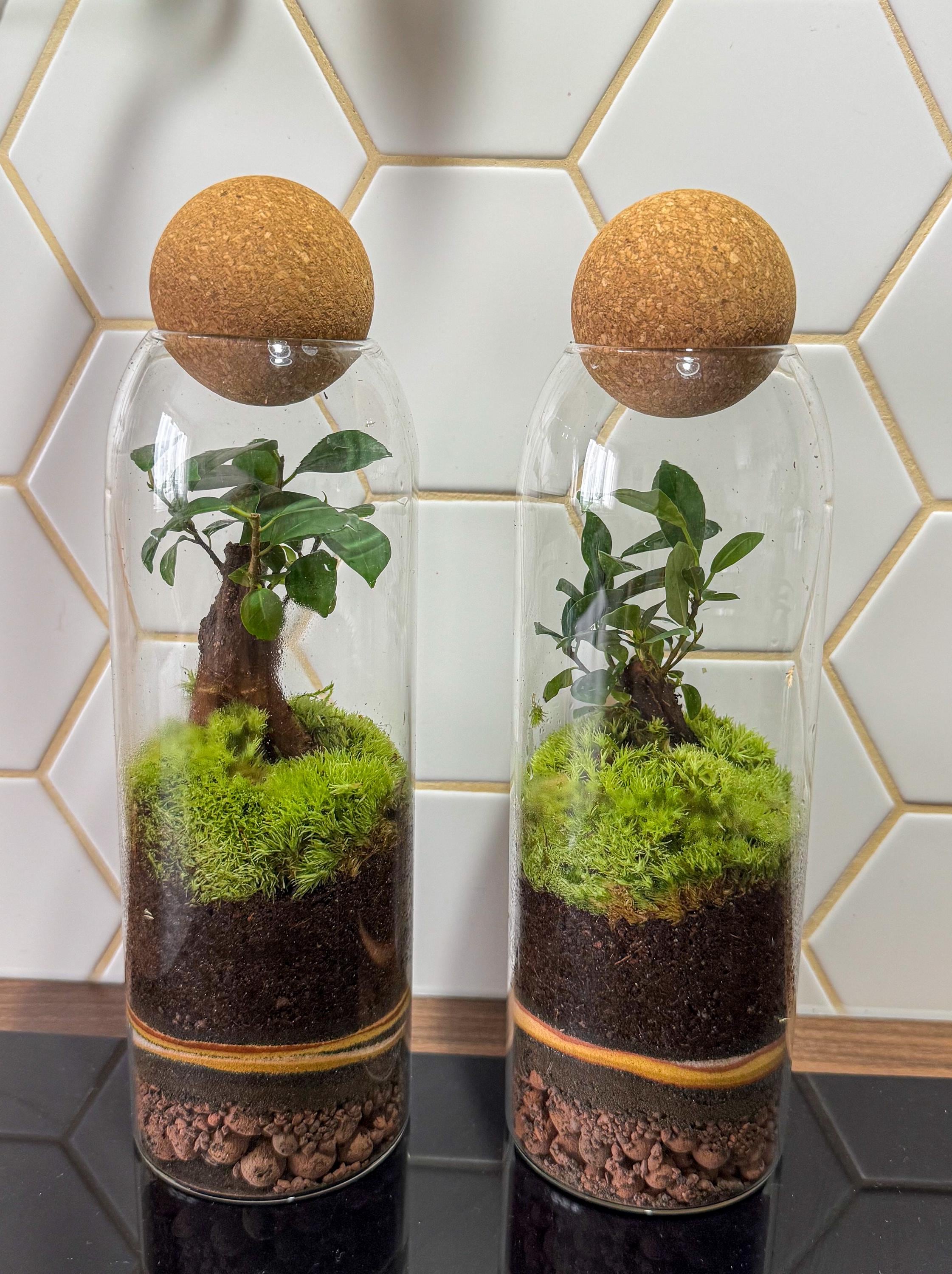 Pflanzmoos - Etsy.de