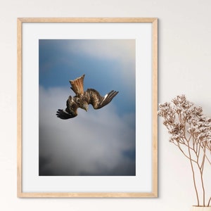 Wall Art rode wouw, rode wouw prints, rode wouw fotografie, vogelafdrukken, kunst aan de muur vogel, roofvogelfotografie, vogelfotografie