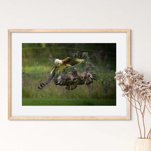 Wall Art rode wouw, rode wouw prints, rode wouw fotografie, vogelafdrukken, kunst aan de muur vogel, roofvogelfotografie, vogelfotografie