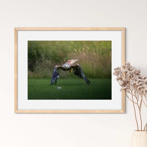 Wall Art rode wouw, rode wouw prints, rode wouw fotografie, vogelafdrukken, kunst aan de muur vogel, roofvogelfotografie, vogelfotografie