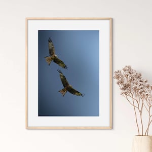 Wall Art rode wouw, rode wouw prints, rode wouw fotografie, vogelafdrukken, kunst aan de muur vogel, roofvogelfotografie, vogelfotografie