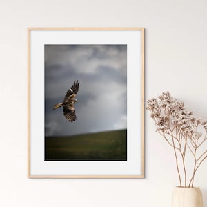 Wall Art rode wouw, rode wouw prints, rode wouw fotografie, vogelafdrukken, kunst aan de muur vogel, roofvogelfotografie, vogelfotografie