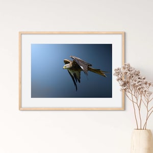 Wall Art rode wouw, rode wouw prints, rode wouw fotografie, vogelafdrukken, kunst aan de muur vogel, roofvogelfotografie, vogelfotografie