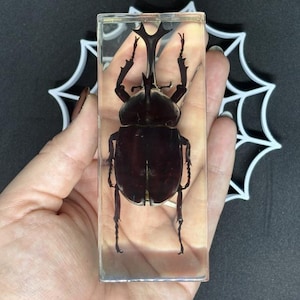 Peut inclure: Un spécimen de scarabée rhinocéros brun foncé conservé à l'intérieur d'un bloc de résine rectangulaire transparent. Le scarabée présente une corne proéminente sur la tête, des pattes segmentées et un exosquelette lisse et dur.