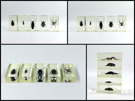 20 Piezas De Insectos En Resina Preservados Colección De Especímenes, Pisapapeles De Resina Transparente Para Insectos, Pisapapeles De Resina Insectos Varios Especímenes De,Insectos Para Decoración De