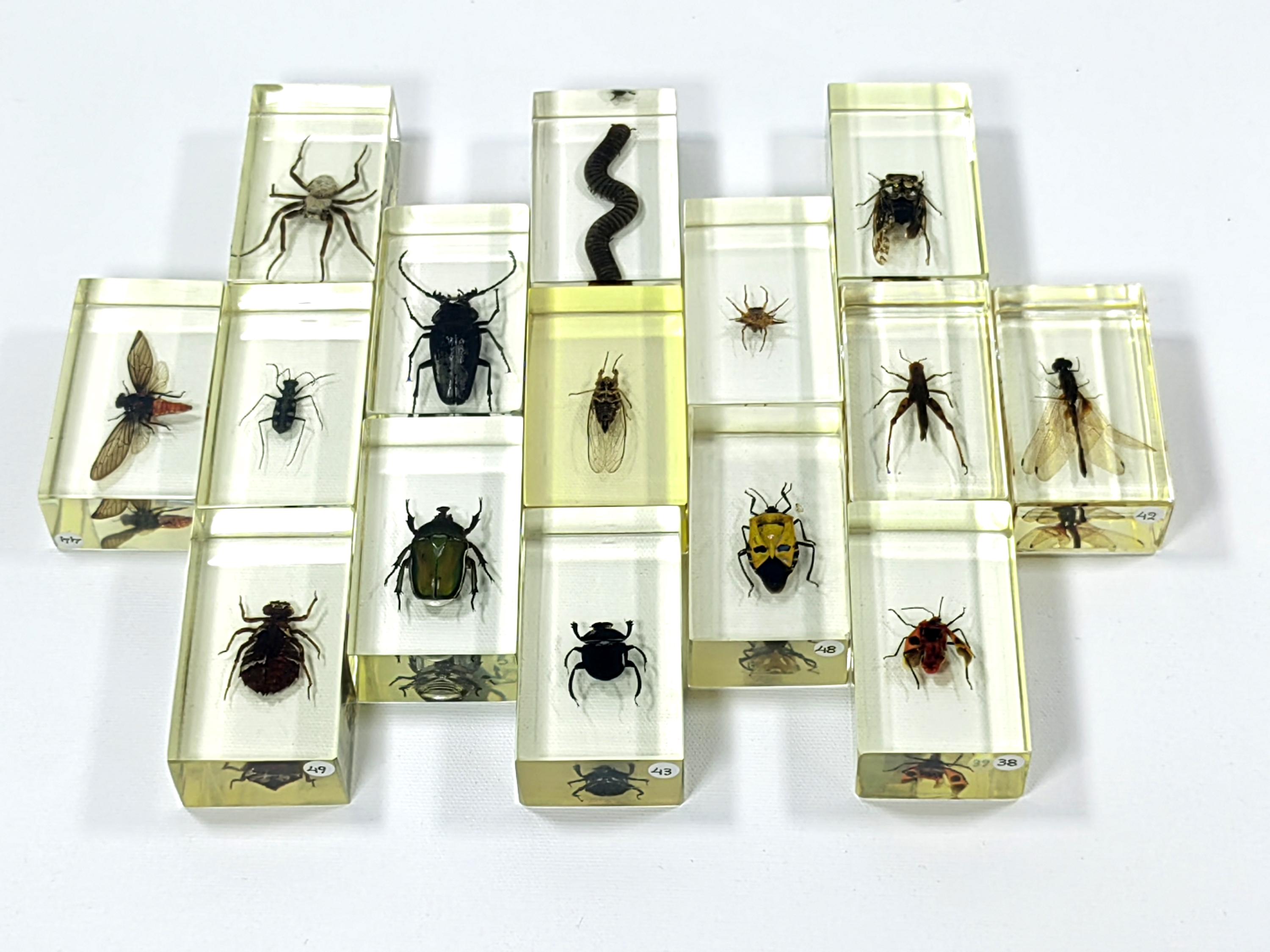 Block For Insects Real Insect Acrylic Block Collection: Entomology Display With Case ...
