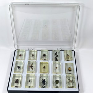 Real Insect Acrylic Block Collection: Entomology Display with Case