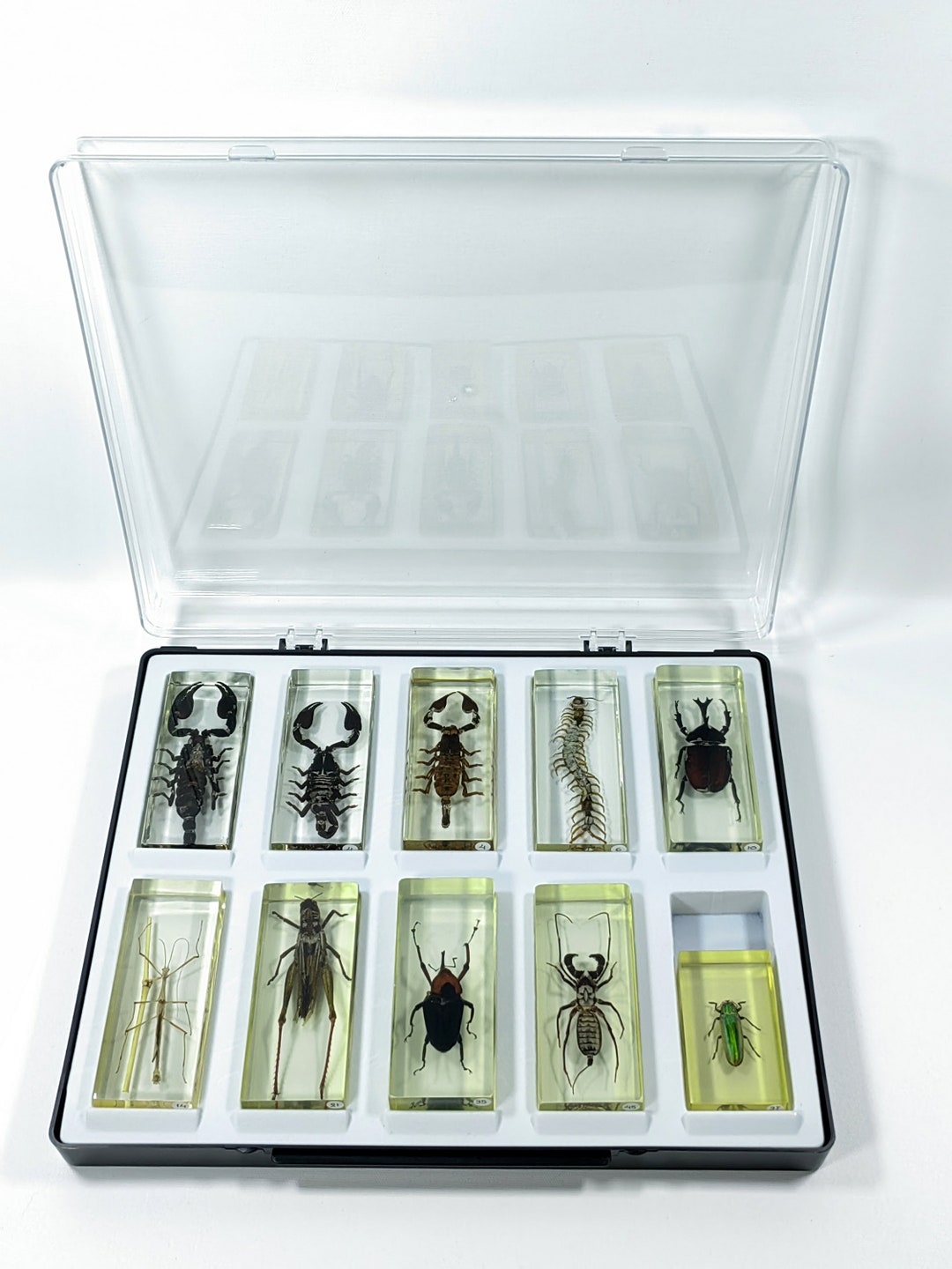 Echte Insekten In Harz – 44x29 Mm, Eingegossen Zum Beobachten, Für Kinder, Sammler & Deko