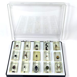 May include: A collection of preserved insects in clear resin blocks, displayed in a black and clear plastic case. The case is open, revealing rows of various bugs, including beetles, spiders, and flies. The insects are in a variety of colors.