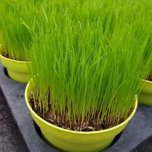 Ultrasoftgrass 3-pack - soft cat grass - ready grown