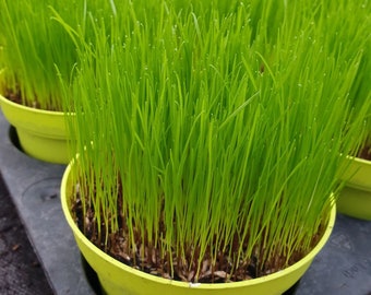 Ultrasoftgras – Besonders weiches Katzengras im Topf | Für Wohnungskatzen | Frisch, zart & 100 % natürlich | Ideal zur Haarballenvorbeugung