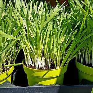 Könnte beinhalten: Drei Töpfe mit grünem Gras, die in leuchtend gelben Töpfen wachsen. Die Töpfe stehen auf einer schwarzen Oberfläche.