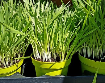 Softgras – Natürliches Katzengras im Topf | Für Wohnungskatzen | Frisch & verdauungsfördernd | Die bewährte Wahl für gesunde Stubentiger