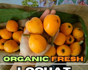 Organic Fresh Loquat Fruit, 106oz (3000 Grams), Freshly Picked Garden Fruit, Loquat Japanese Plum, Japonica Eriobotrya