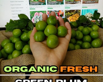 Frische grüne Pflaumenfrüchte, saftige und knackige Pflaumenfrüchte aus unserem eigenen Garten sammeln wir bei Bestellung für Sie. 70.5oz 2000 Gramm